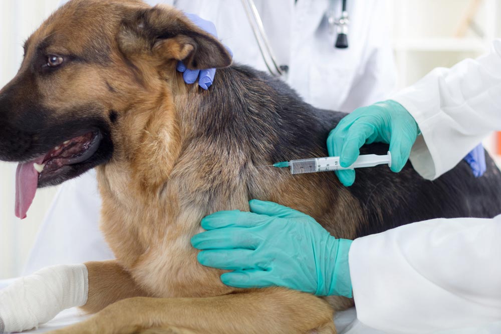 Over-vaccination of pets