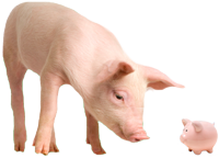 pig with a piggy bank